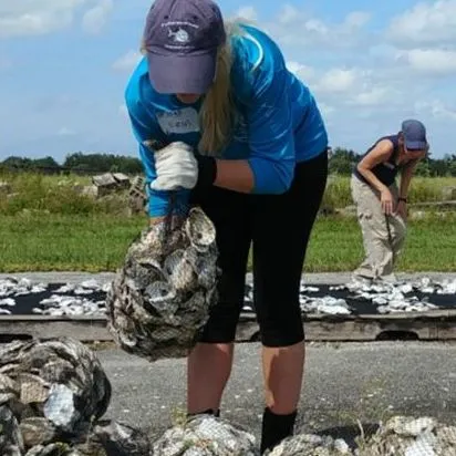 thumbnail for publication: What Is Oyster Shell Recycling?